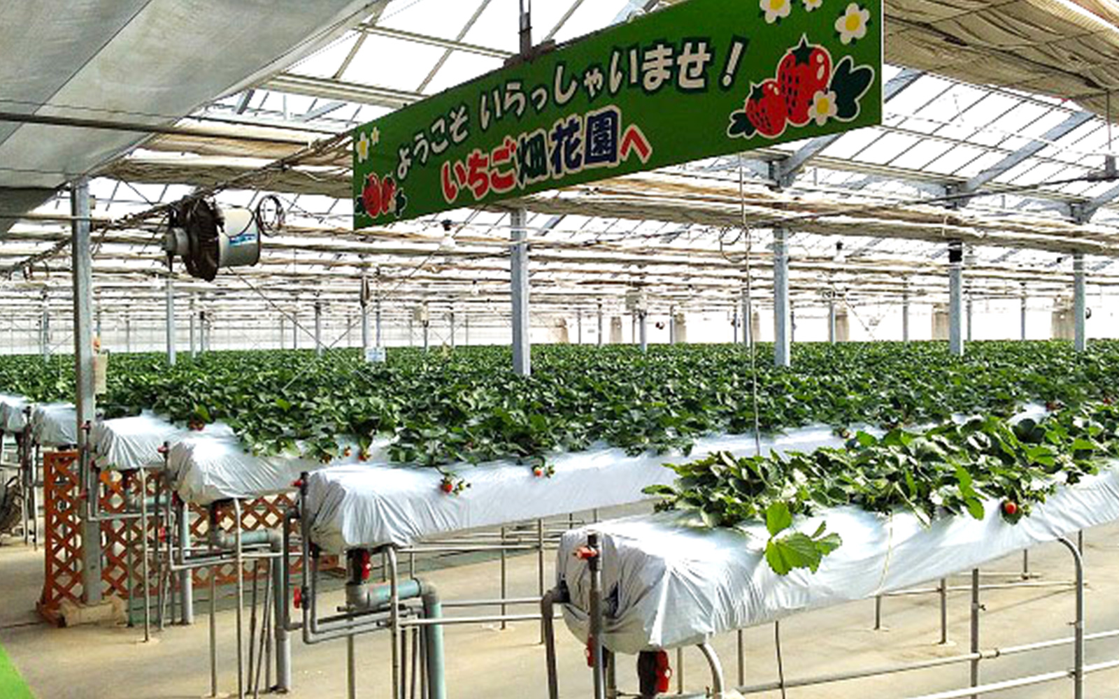 イメージ：R3年度総務省実証事業 「新型コロナからの経済復興に向けたローカル５Ｇを活用したイチゴ栽培の知能化・自動化の実現※１」