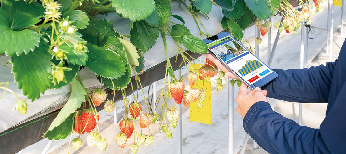 イメージ：次世代施設園芸実証ファームの未来