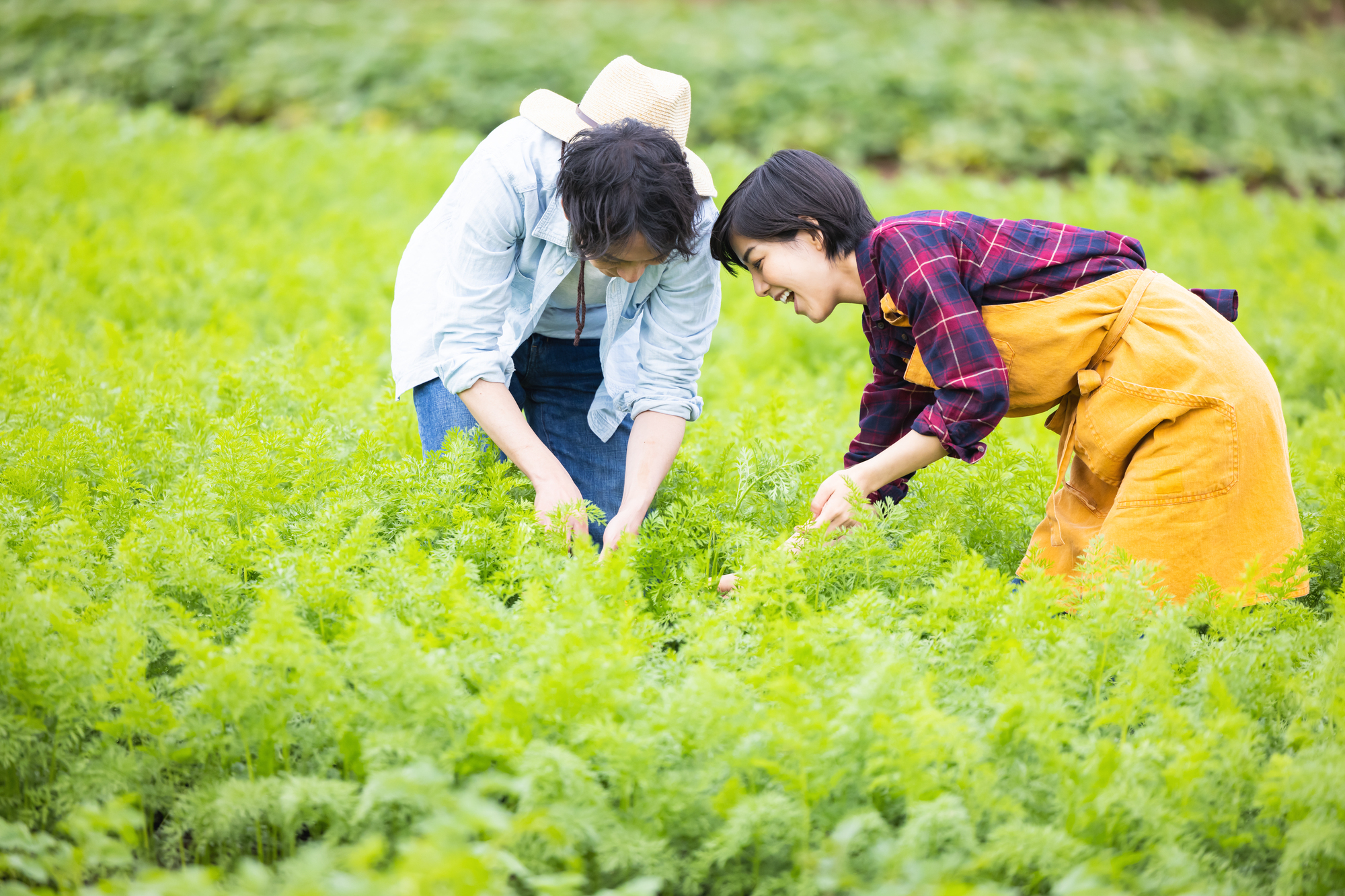 畑で収穫している男性と女性