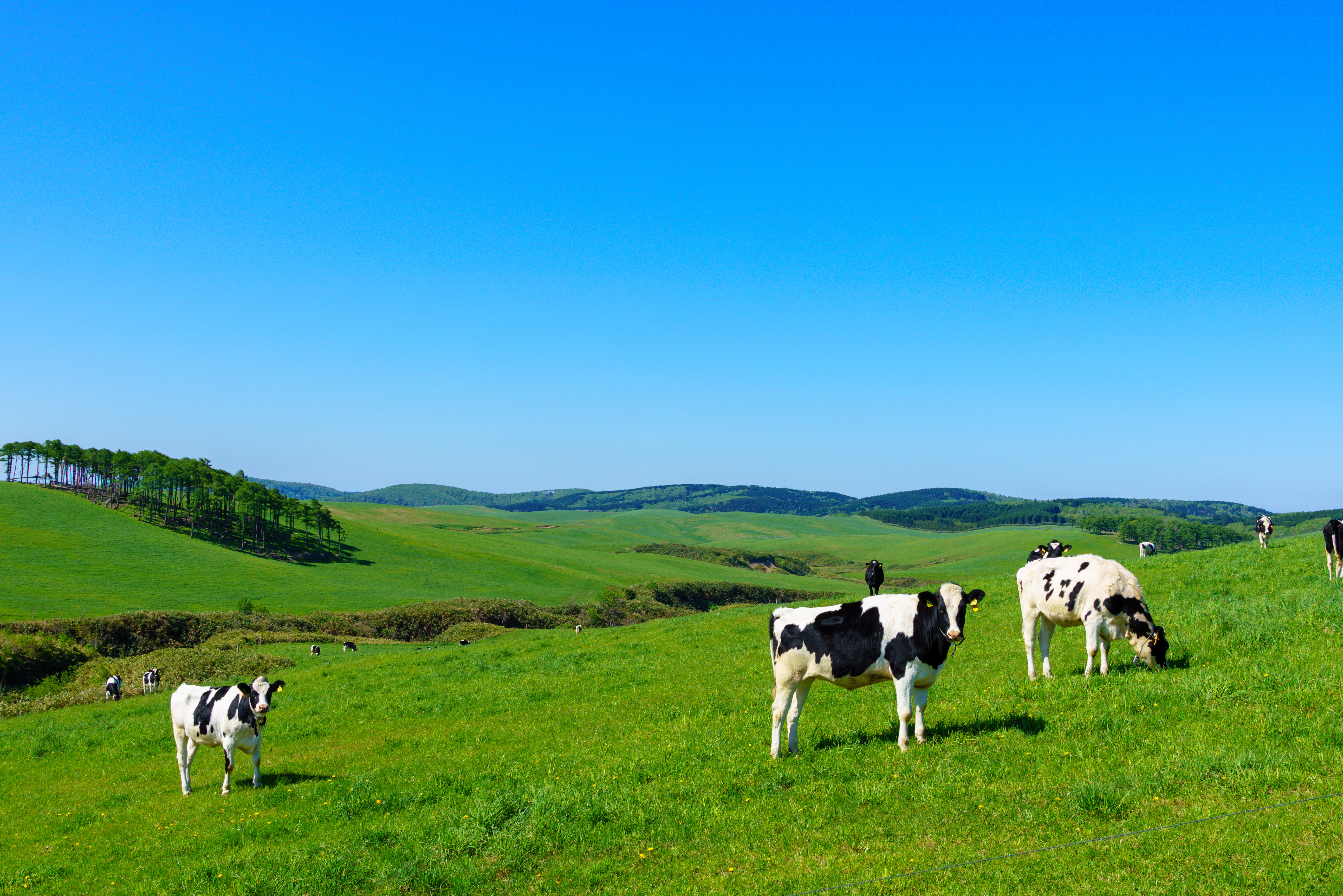 イメージ：酪農もeラーニングで学べる時代？大学などが利用している酪農分野のeラーニングシステムまとめ